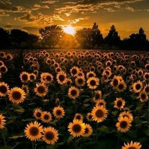 Meet your Posher, Ana